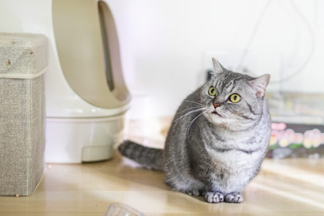 猫のトイレのイメージ